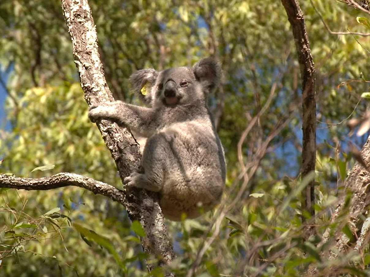 Koala-Weibchen Maryanne © WWF Australien