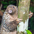 Malaiisches Schuppentier © Edwin Tan Schmilke / WWF
