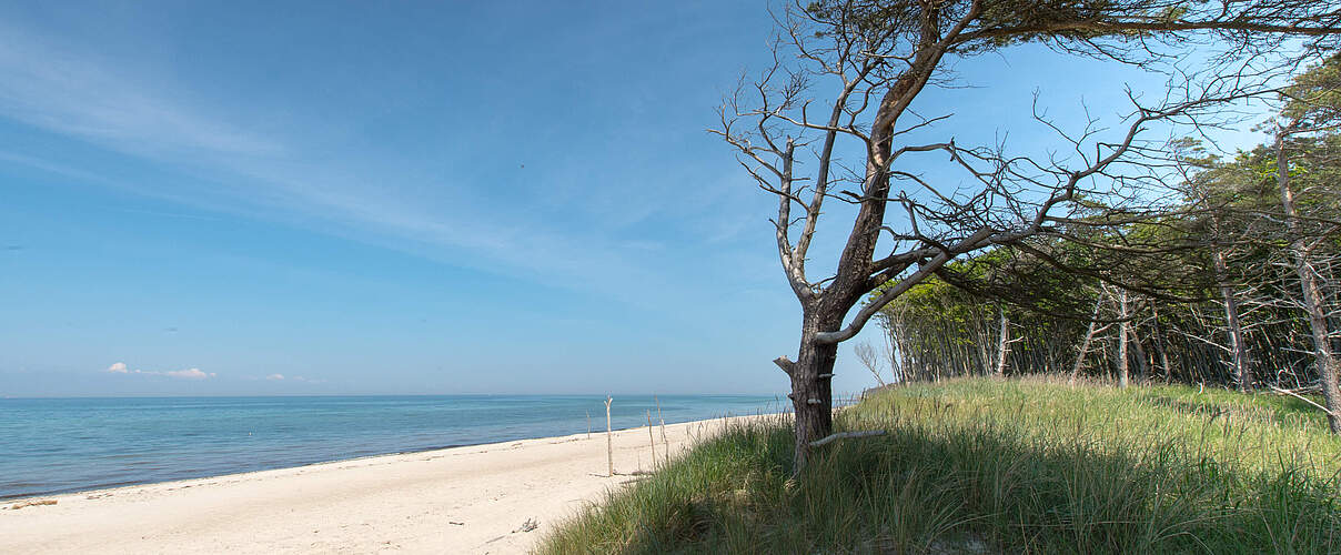 Ostseetrand auf dem Darß © Ralph Frank / WWF