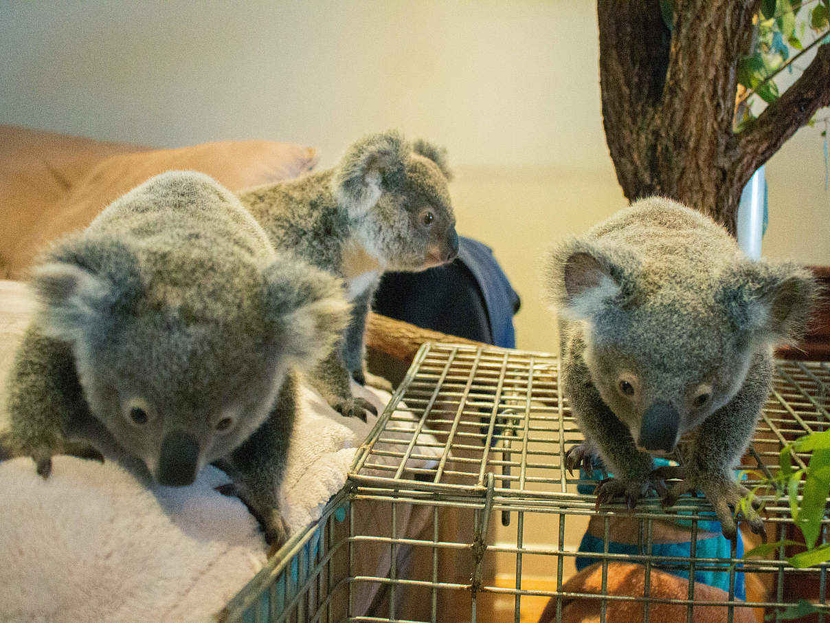 Koala-Jungtiere © WWF Australien