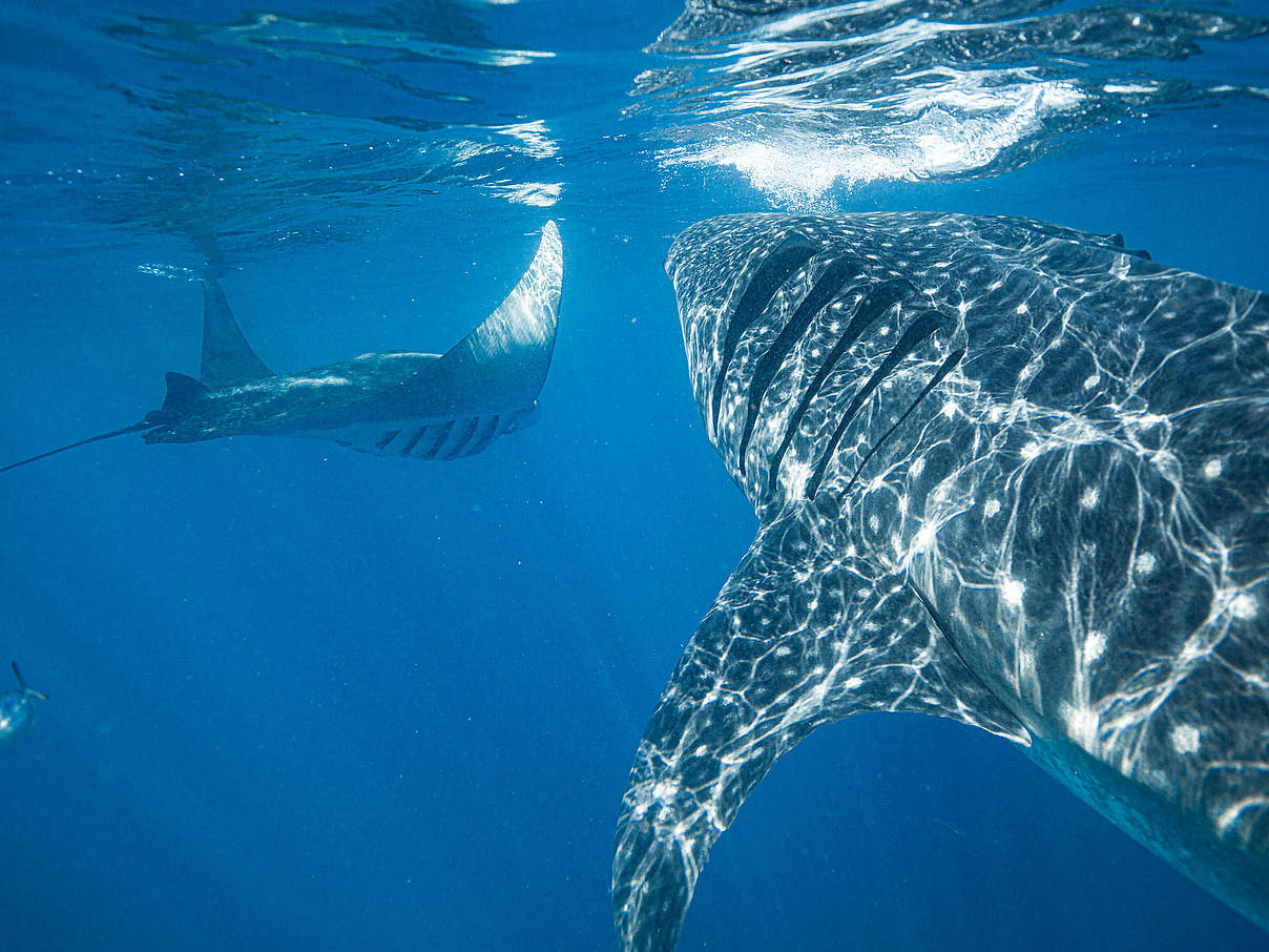 Walhai und Manta Rochen © Jacob Degee / WWF Hong-Kong