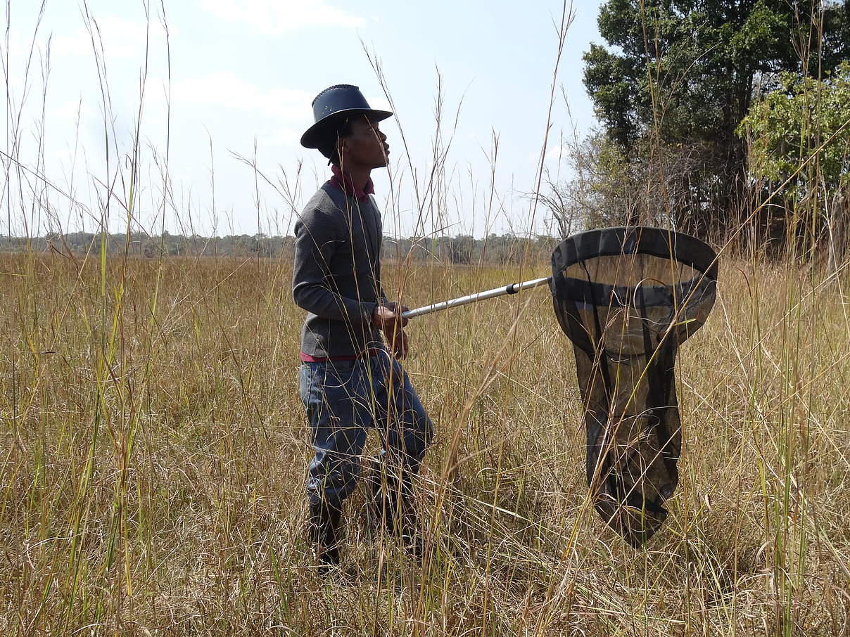 Shadrach Mwaba beim Sammeln von Felddaten für sein Bachelor-of-Science-Forschungsprojekt im Kasanka-Nationalpark © Lufeyo Zimba / Copperbelt University
