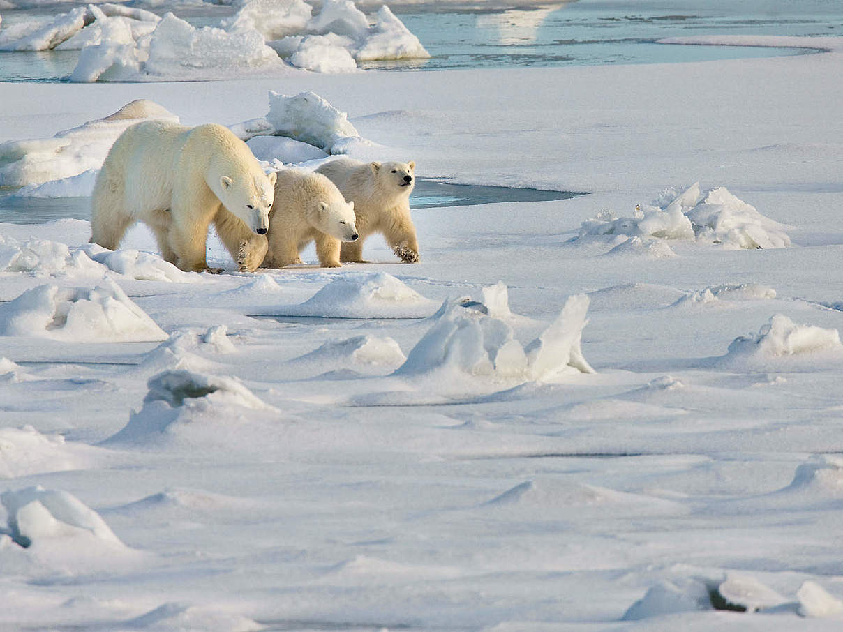 Eisbären © Michael Poliza / WWF