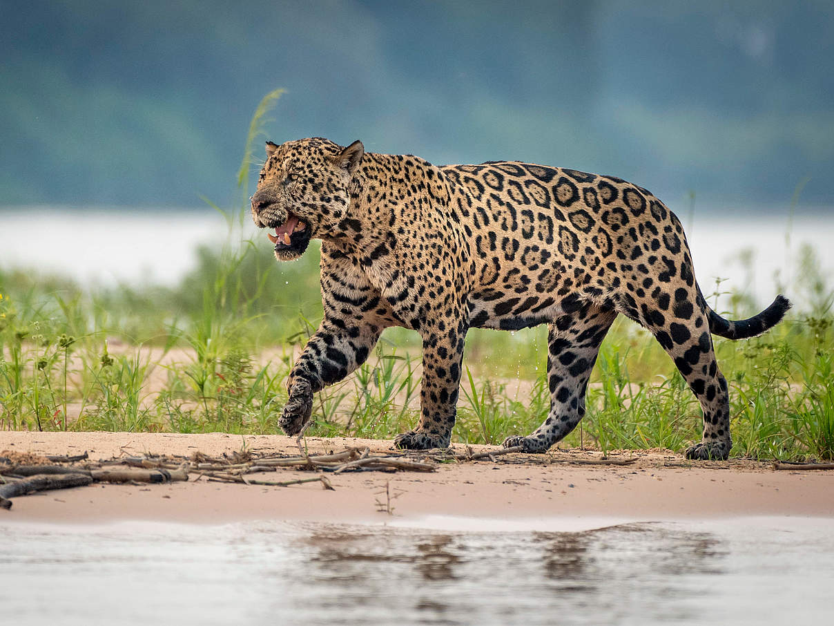 Jaguar an einem Fluss in Brasilien © Richard Barrett / WWF-UK