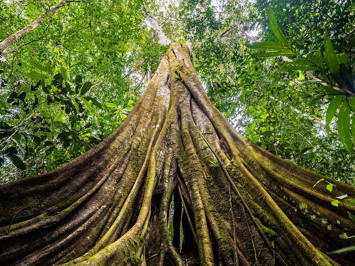 Blick in die Baumkronen im Waldgebiet der Farm von Senor Zapata, Gemeinde Calamar, Departement Guaviare, Kolumbien. @Luis Barreto / WWF