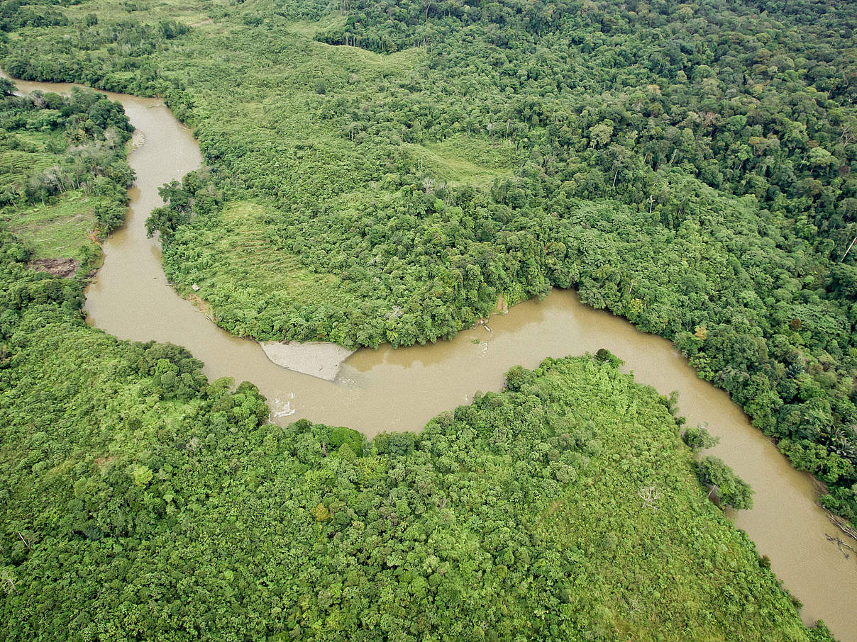 Borneo-Regenwald © Jonne Seijdel / WWF-Netherlands