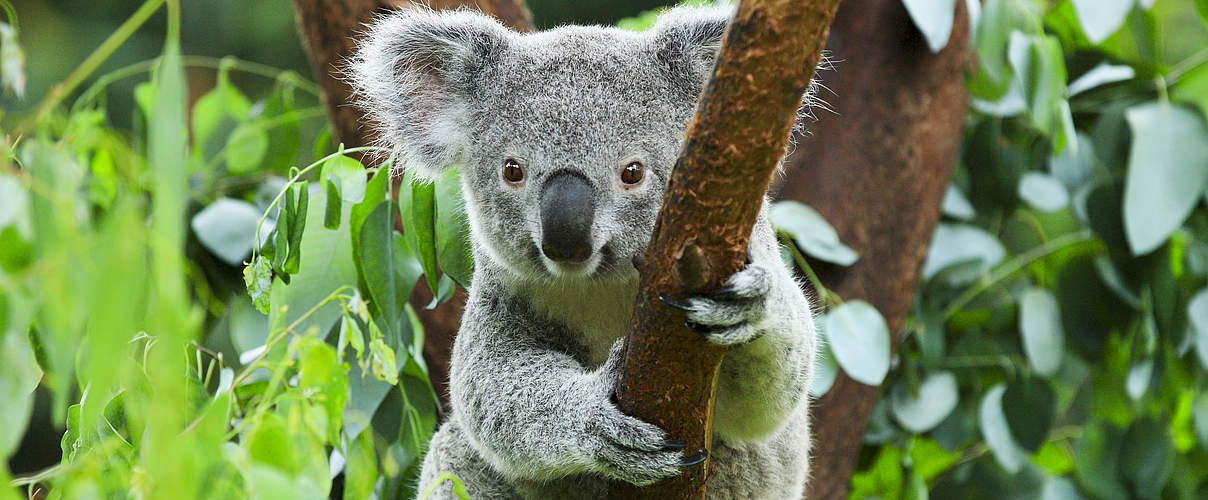 Koala © Shutterstock / rickyd / WWF