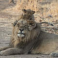 Ein Löwenmännchen mit einem Jungtier in Namibia © naturepl.com / Adrian Davies / WWF
