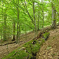 Thüringer Urwaldpfad "Hohe Schrecke" © Thomas Stephan / WWF