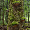 Totholz im Thüringer Wald © Thomas Stefan