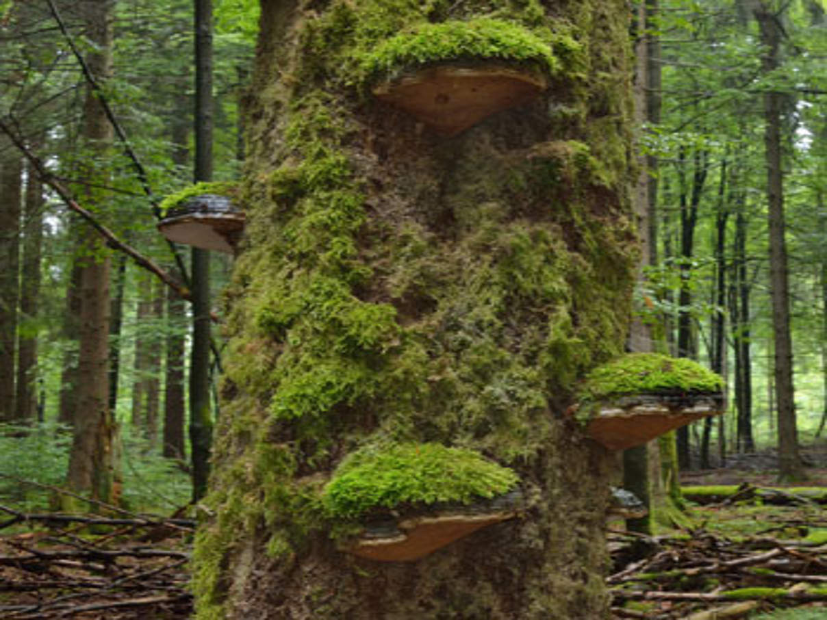 Totholz im Thüringer Wald © Thomas Stefan