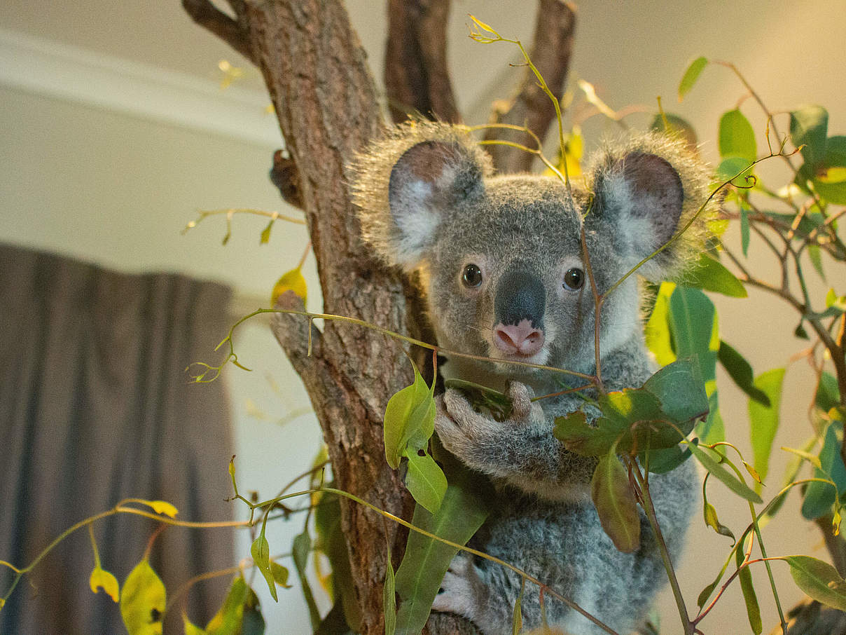 Koala © WWF Australien