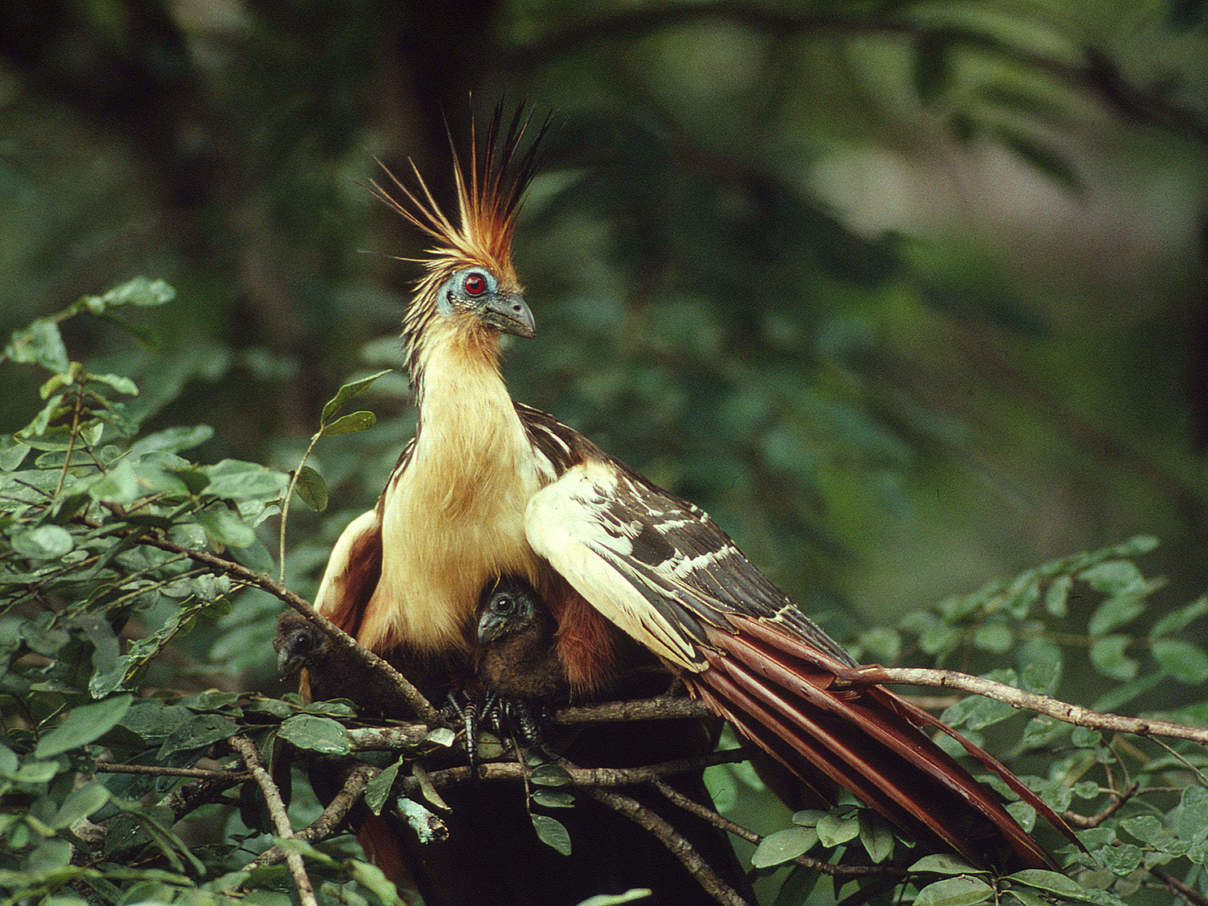 Ein Hoatzin-Weibchen mit Nachwuchs © Bruno Pambour / WWF