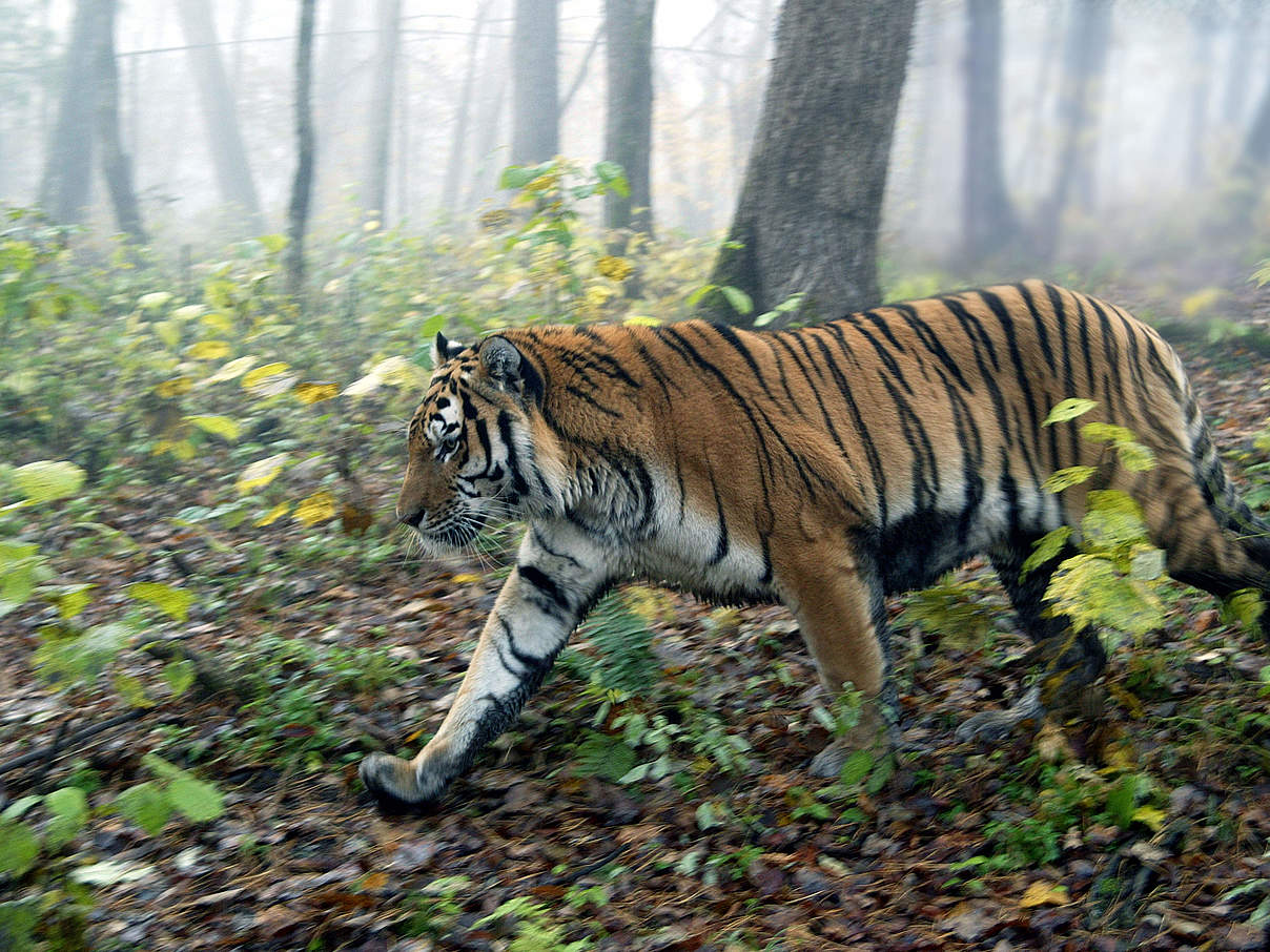 Amur-Tiger im Wald © Vladimir Filonov / WWF