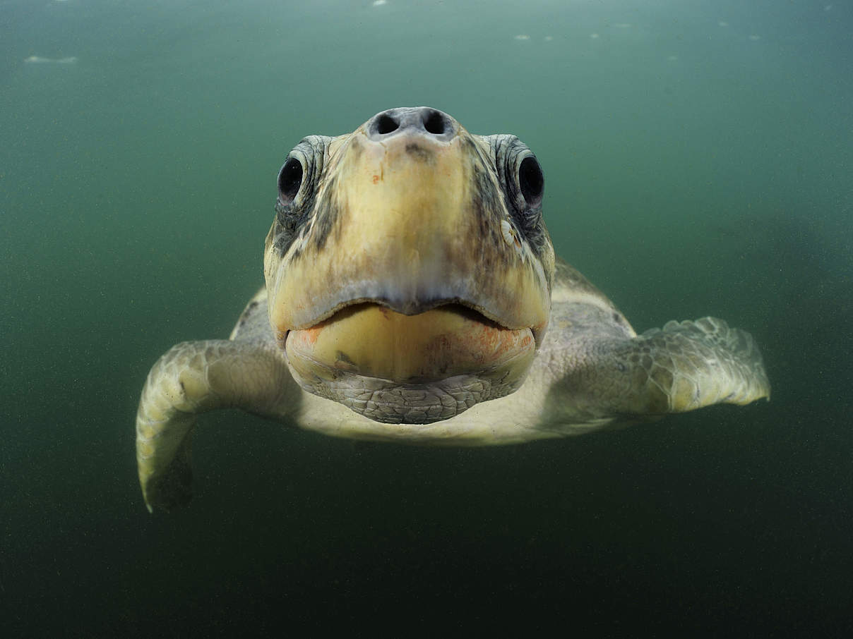 Bastardschildkröte im Pazifik © naturepl.com / Solvin Zankle / WWF