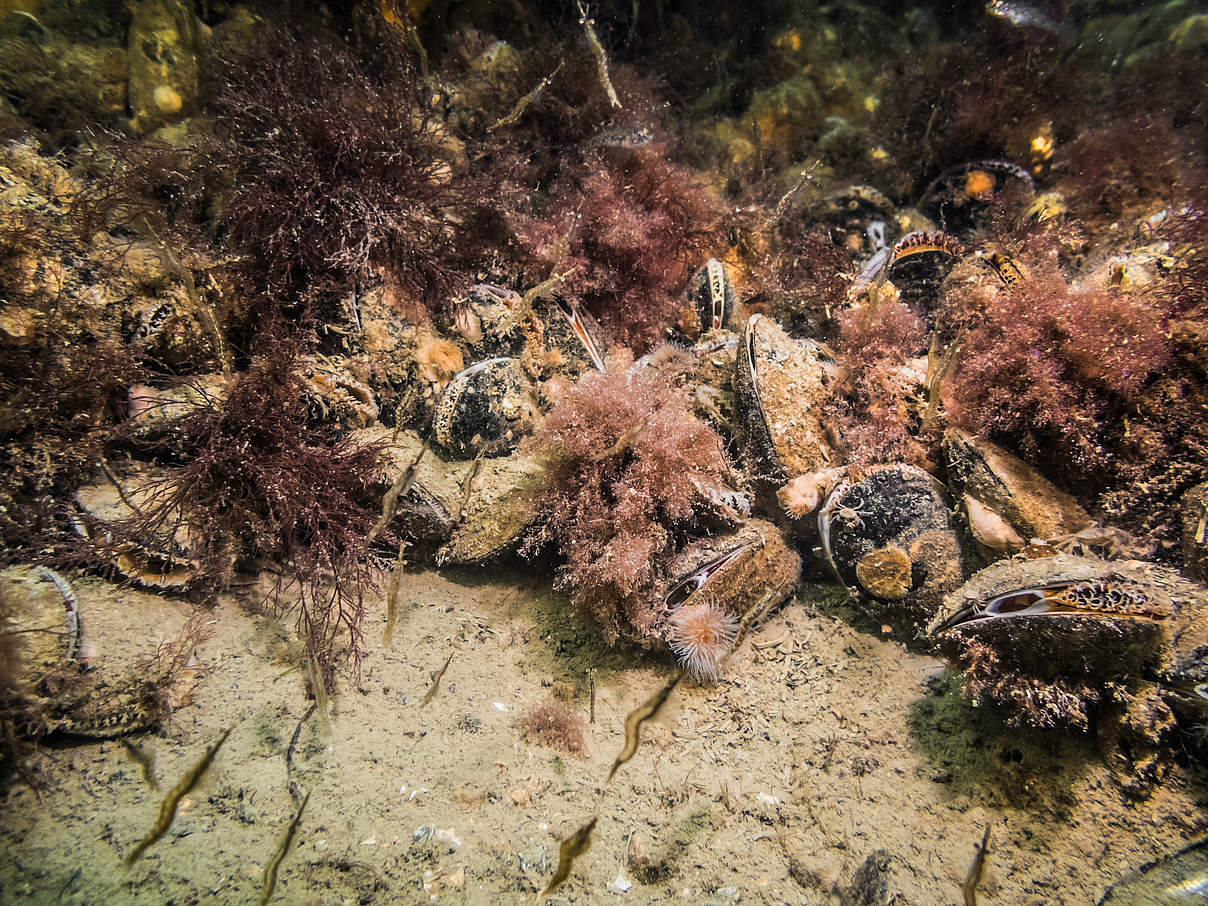 Miesmuscheln bilden artenreiche Riffe © Michael Reiter