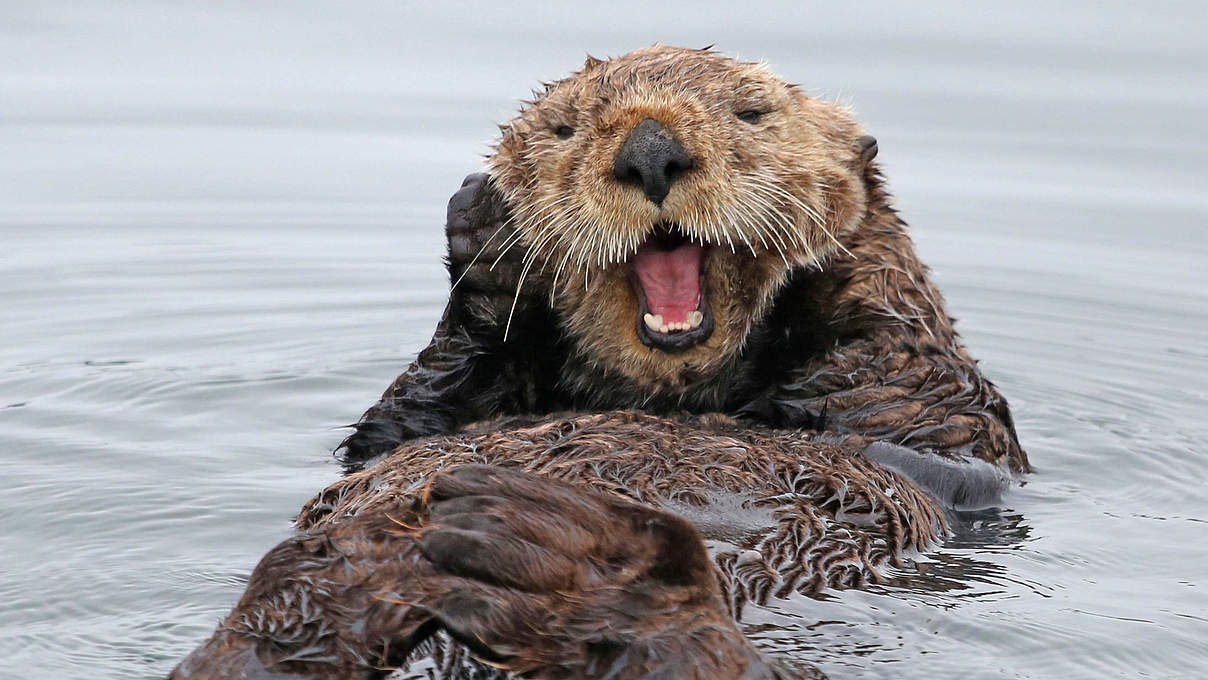 Otter © Jim Lewis