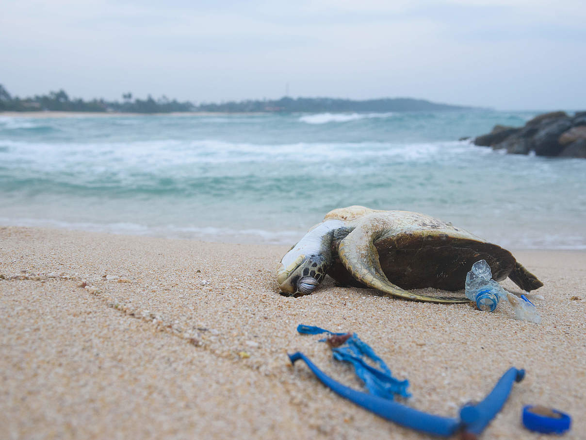 Tote Schildkröte am Strand © GettyImages