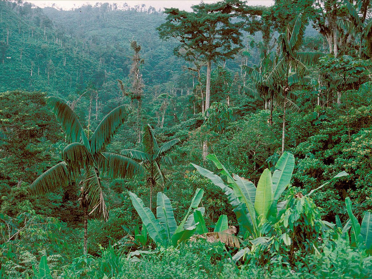 Regenwald in Ecuador © Pablo Corral / WWF