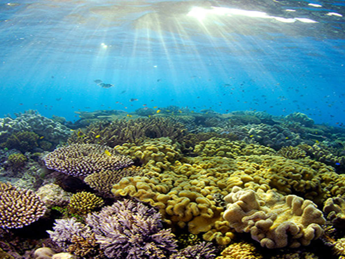 Ungebleichte Koralle im Great Barrier Reef © Troy Mayne