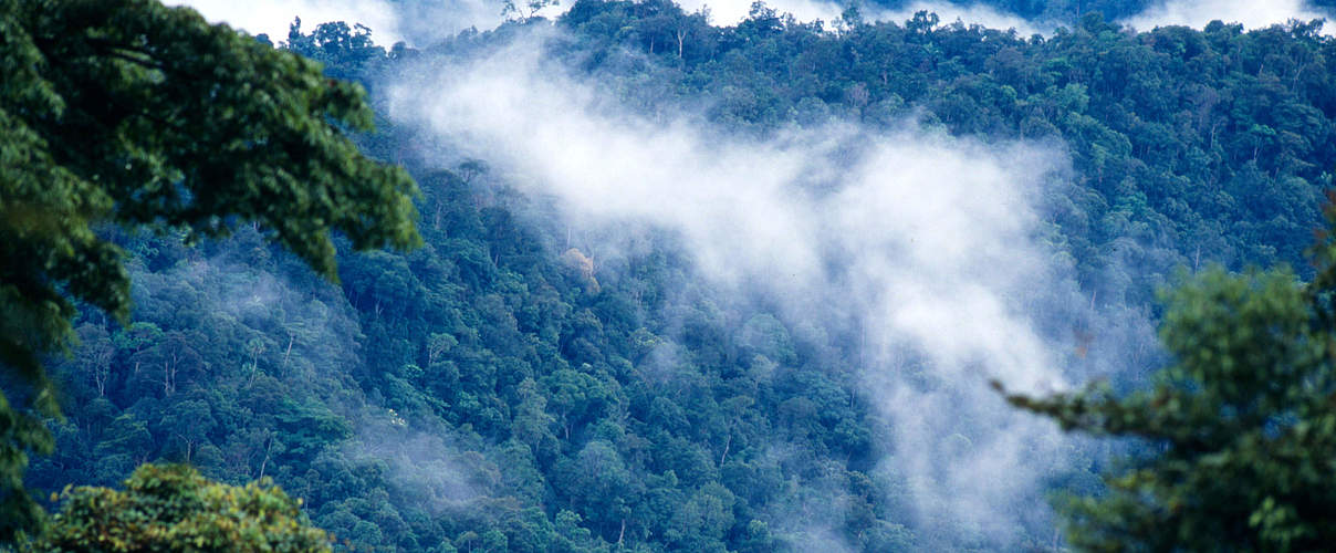 Blick in den Nationalpark Kayan Mentaran auf Borneo © Alain Compost / WWF