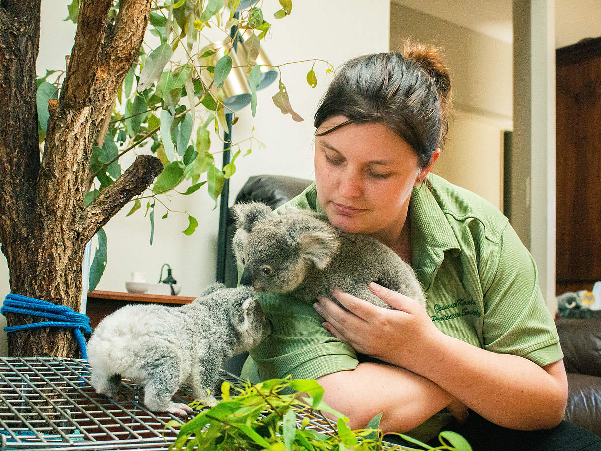 Pflege für verwaiste Koalas © WWF Australien