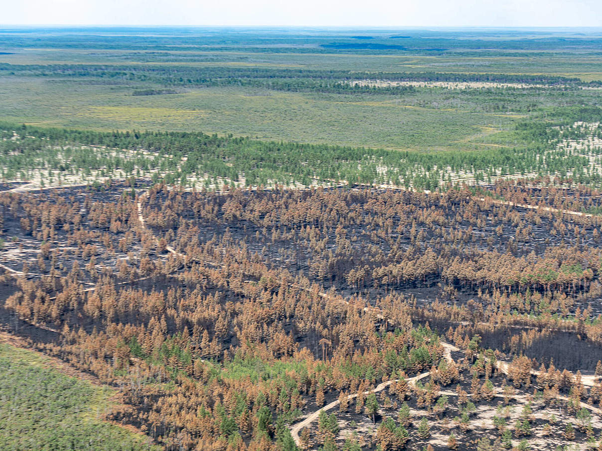 Verbranntes Waldgebiet in der sibirischen Taiga © imago images / ITAR-TASS