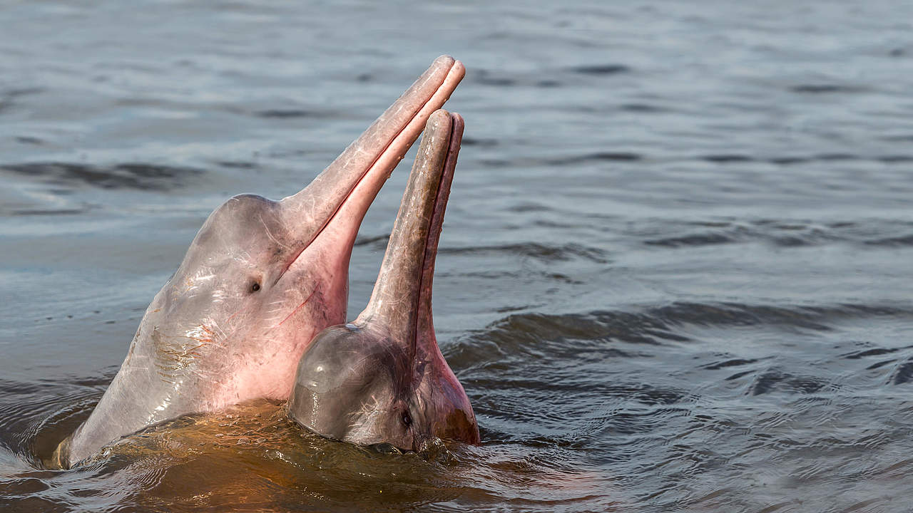 Flussdelfine gehören zu den eher unbekannten, aber stark bedrohten Arten © Shutterstock / COULANGES / WWF-Sweden
