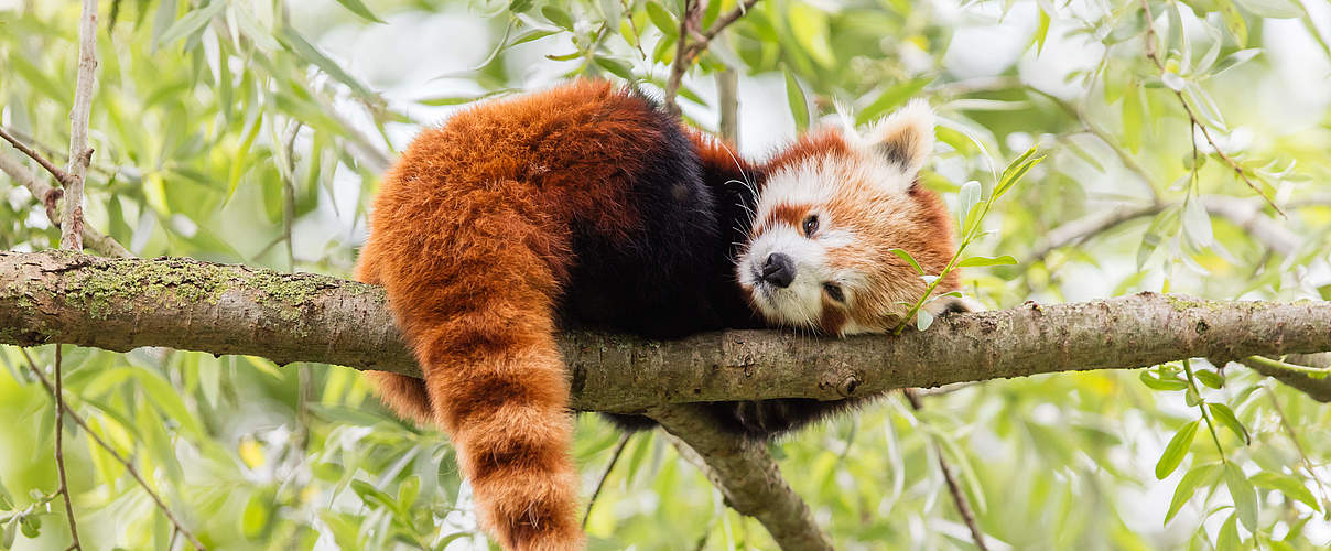 Roter Panda liegt auf einem Ast © MyImages_Micha / iStock / Getty Images