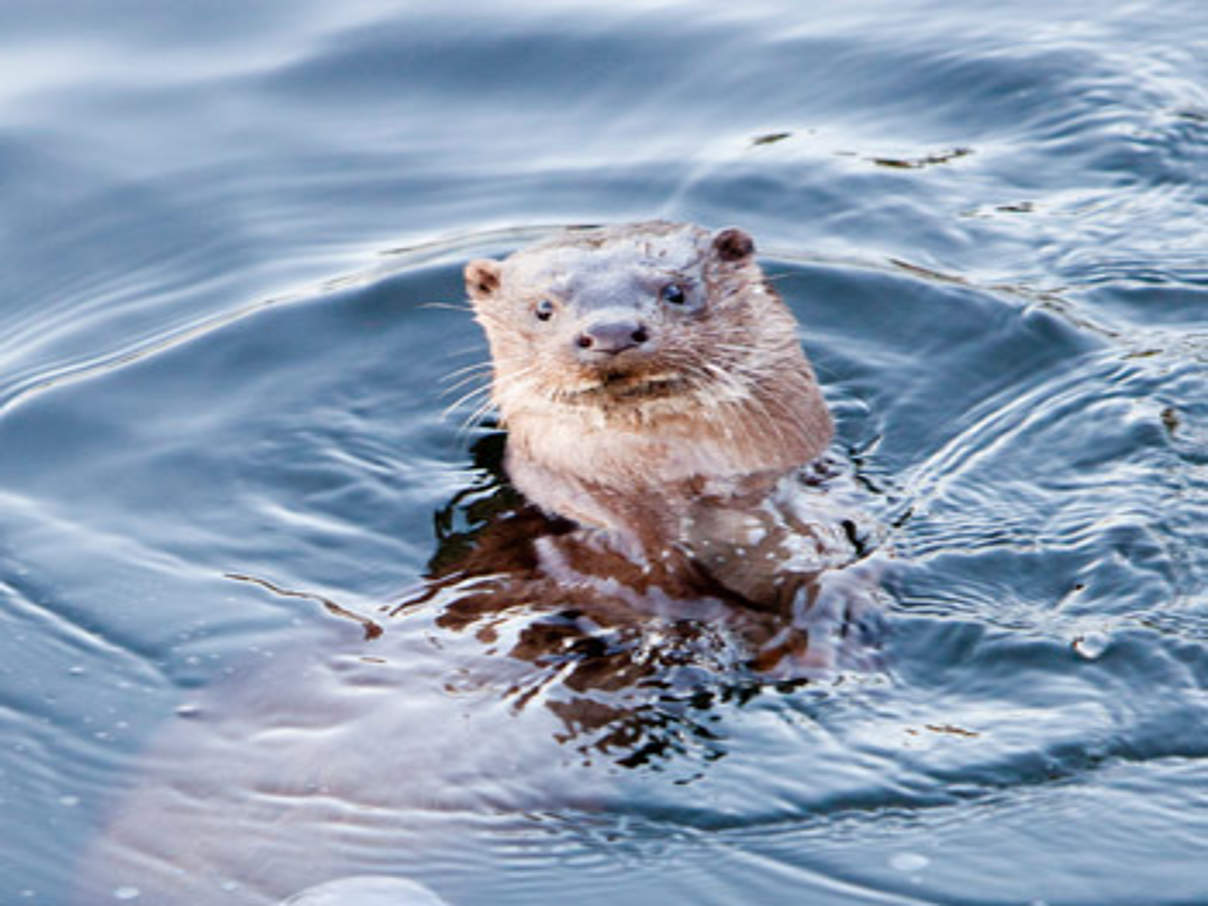 A European Otter (Lutra lutra) diving under ice on Lake Winderme