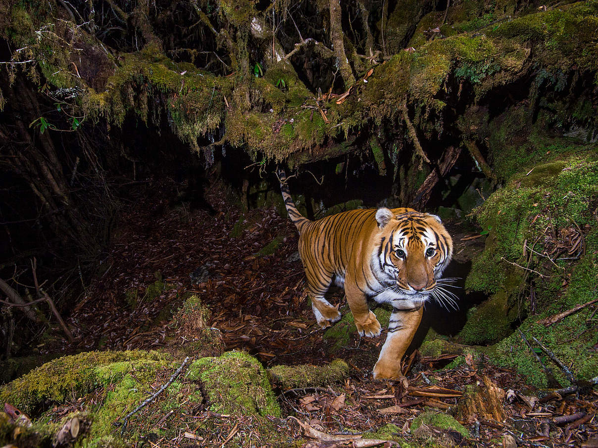 Tiger in der Kamerafalle in Bhutan © Emmanuel Rondeau / WWF UK