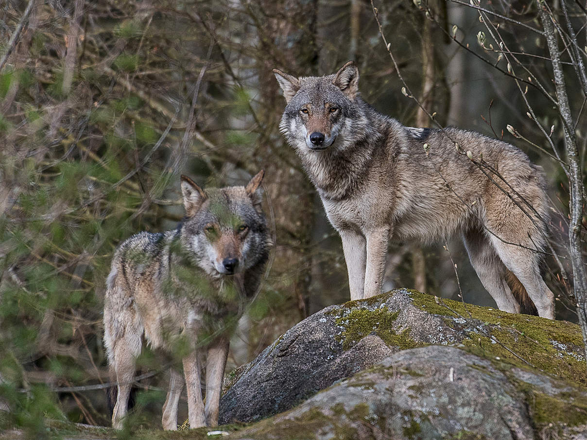 Zwei Wölfe, aufgenommen in Schweden © Ola Jennersten / WWF Schweden