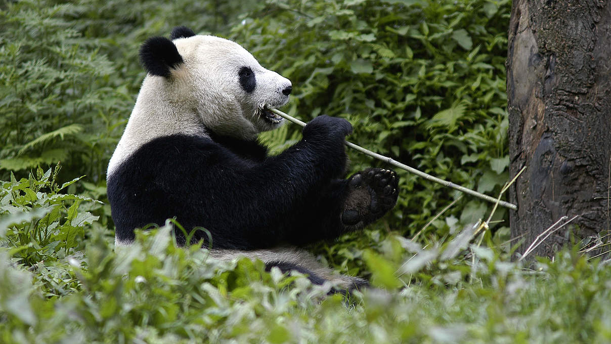 Großer Panda frisst Bambus © Bernard De Wetter / WWF
